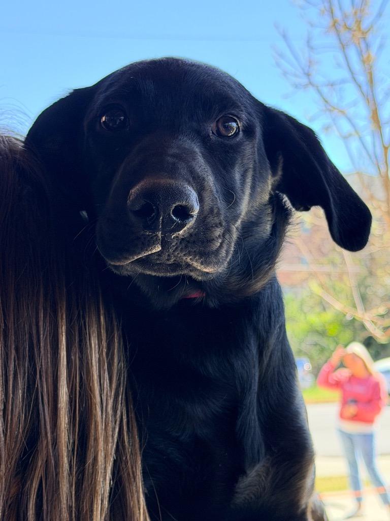 Rocket, Adoptable, Puppy Male Mixed Breed.