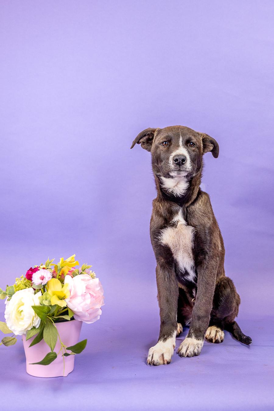 409-26, ADOPTABLE, Puppy Male Australian Cattle Dog / Blue Heeler.