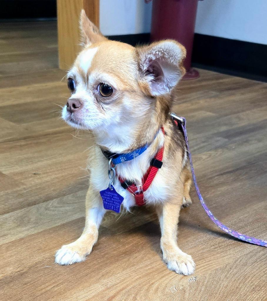 Ginger, a Adoptable mixed breed in Spooner, WI image 1/3