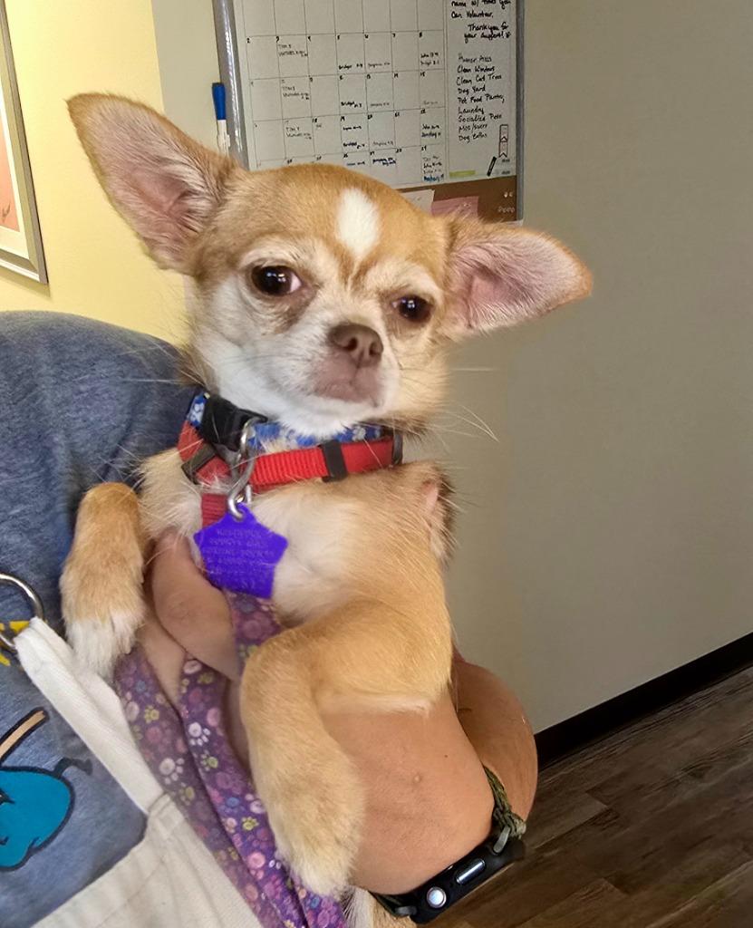 Ginger, a Adoptable mixed breed in Spooner, WI image 2/3