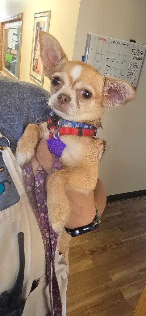 Ginger, a Adoptable mixed breed in Spooner, WI image 3/3