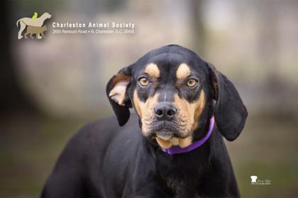 91506a Zelda, Adoptable, Adult Female Hound & Mixed Breed.