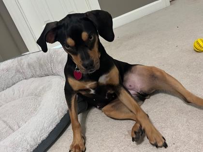 Enlarge 91506a Zelda, a Adoptable mixed breed in North Charleston, SC image 2/3