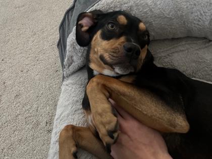 Enlarge 91506a Zelda, a Adoptable mixed breed in North Charleston, SC image 3/3