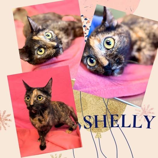 Shelly, Adoptable, Young Female Domestic Short Hair.