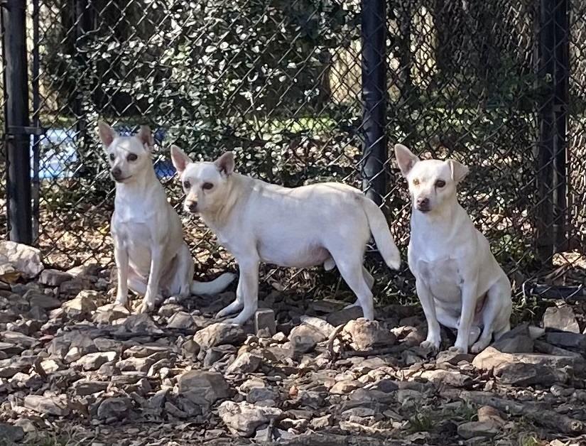 Enlarge James, a Adoptable Terrier in Little Rock, AR image 1/4