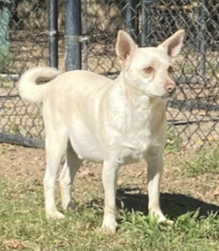 James, Adoptable, Senior Male Terrier.