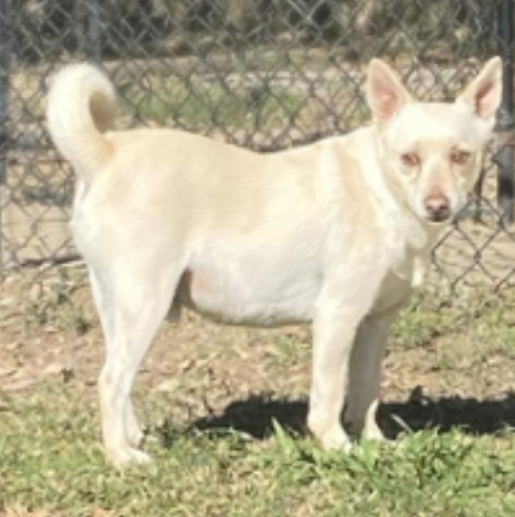 Enlarge James, a Adoptable Terrier in Little Rock, AR image 2/4