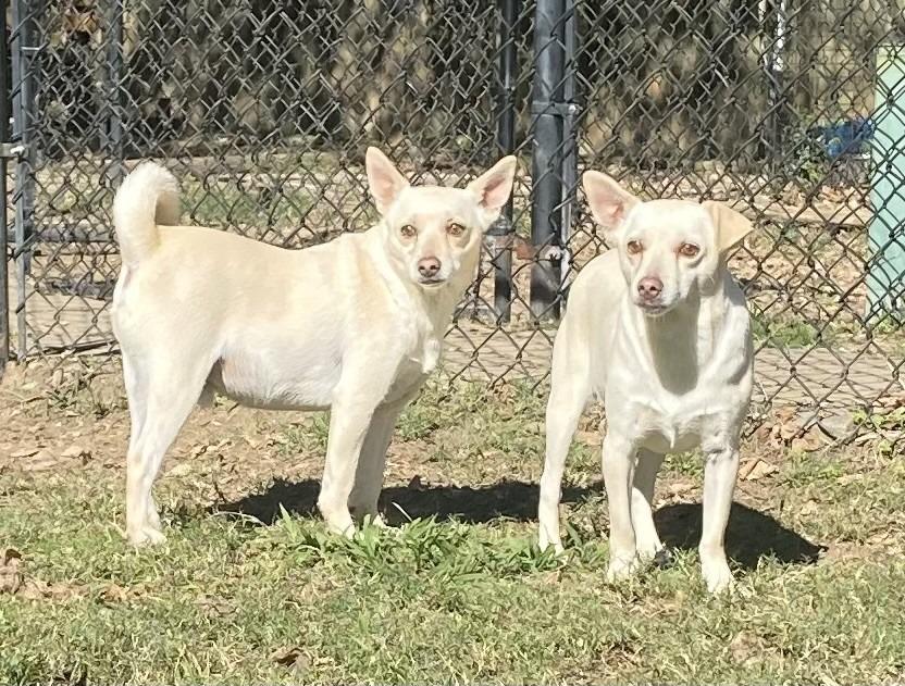 Enlarge James, a Adoptable Terrier in Little Rock, AR image 2/4