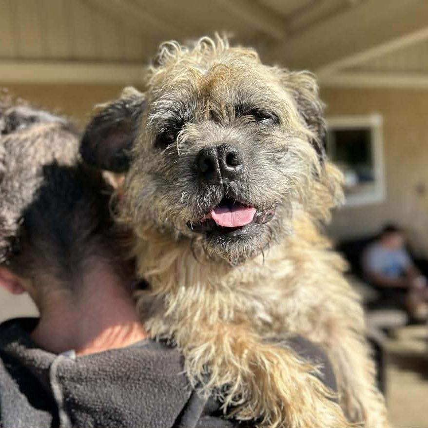 Gabe, a Adoptable Terrier in Silver Spring, MD image 2/6
