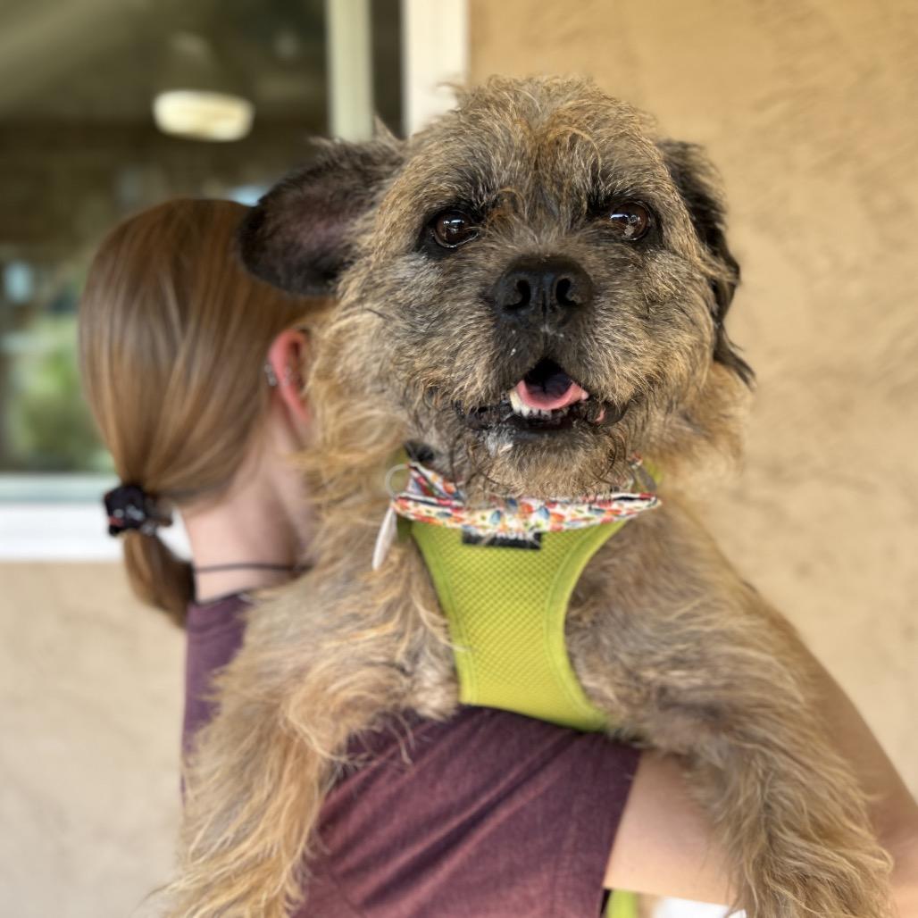 Gabe, a Adoptable Terrier in Silver Spring, MD image 3/6