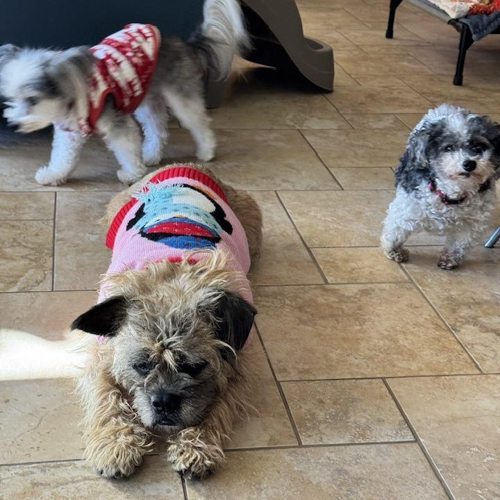 Gabe, a Adoptable Terrier in Silver Spring, MD image 4/6