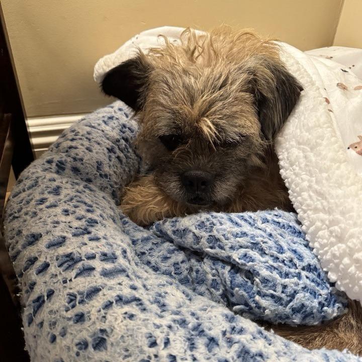Gabe, a Adoptable Terrier in Silver Spring, MD image 5/6