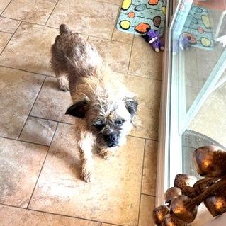 Gabe, a Adoptable Terrier in Silver Spring, MD image 6/6