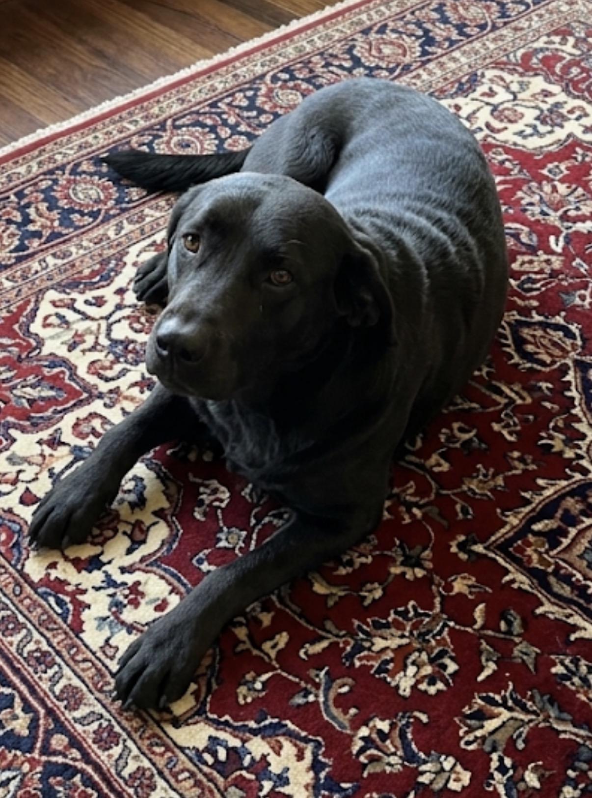 Timber, ADOPTABLE, Young Female Black Labrador Retriever.