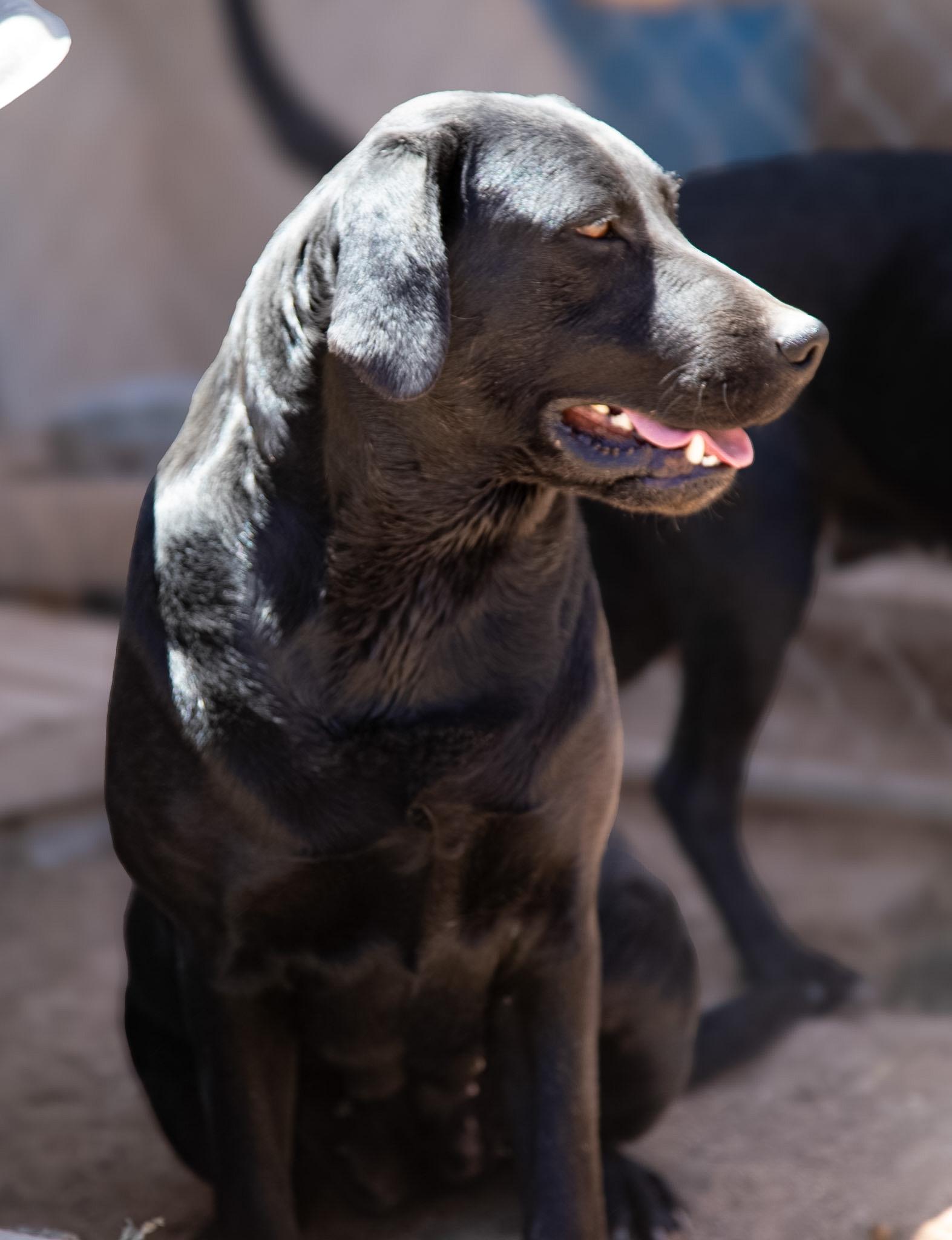 Enlarge Timber, a ADOPTABLE Black Labrador Retriever in Casa Grande, AZ image 2/4