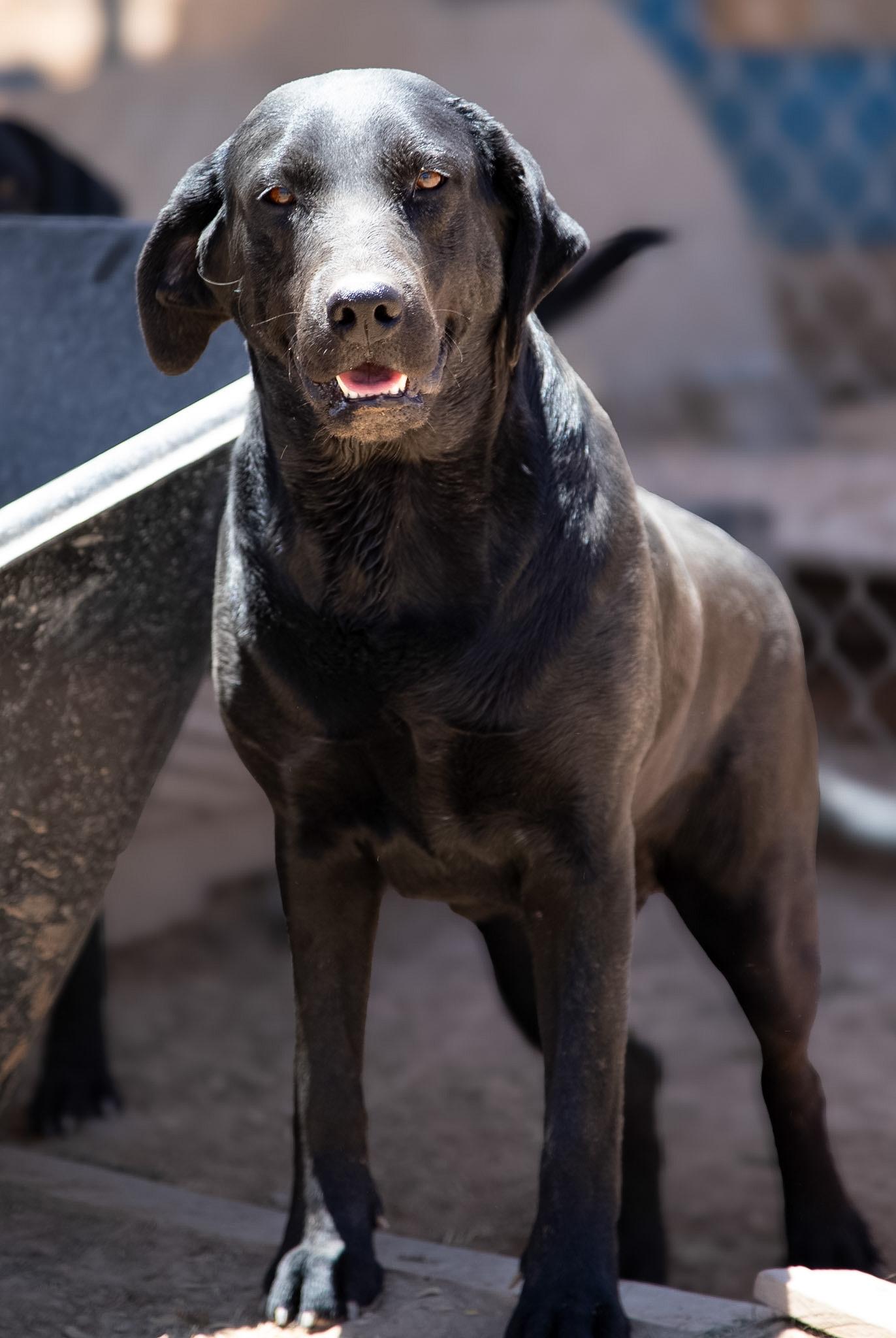 Enlarge Timber, a ADOPTABLE Black Labrador Retriever in Casa Grande, AZ image 3/4