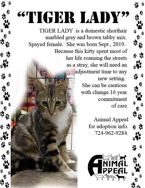 Tiger Lady, Adoptable, Young Female Domestic Short Hair & Tabby.