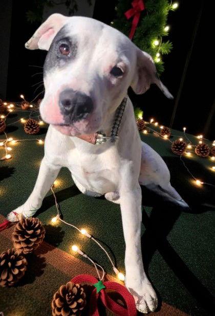 Enlarge Gabe, a Adoptable Mixed Breed in Sullivan, IN image 2/2