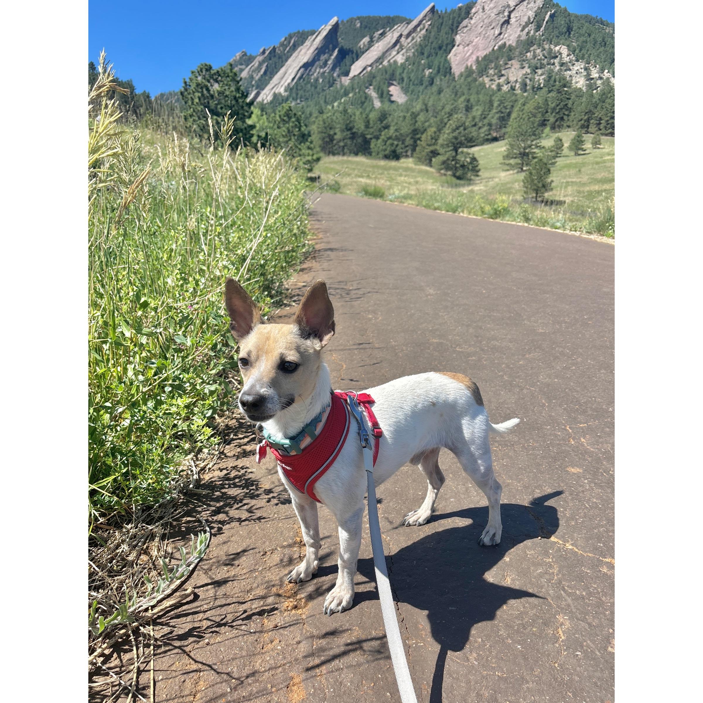 Benny, ADOPTABLE, Young Male Jack Russell Terrier & Chihuahua.