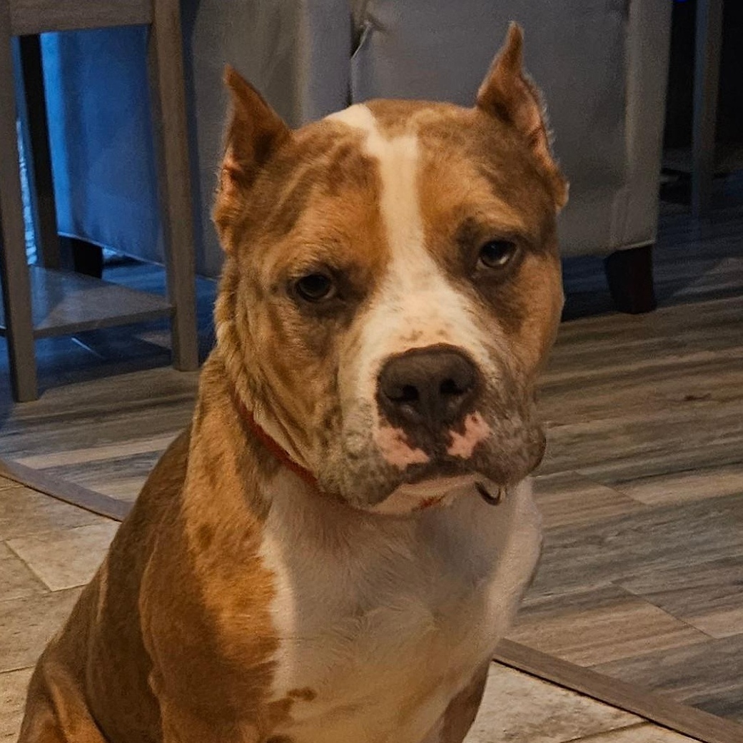 Tiny Tim, ADOPTABLE, Adult Male Pit Bull Terrier.