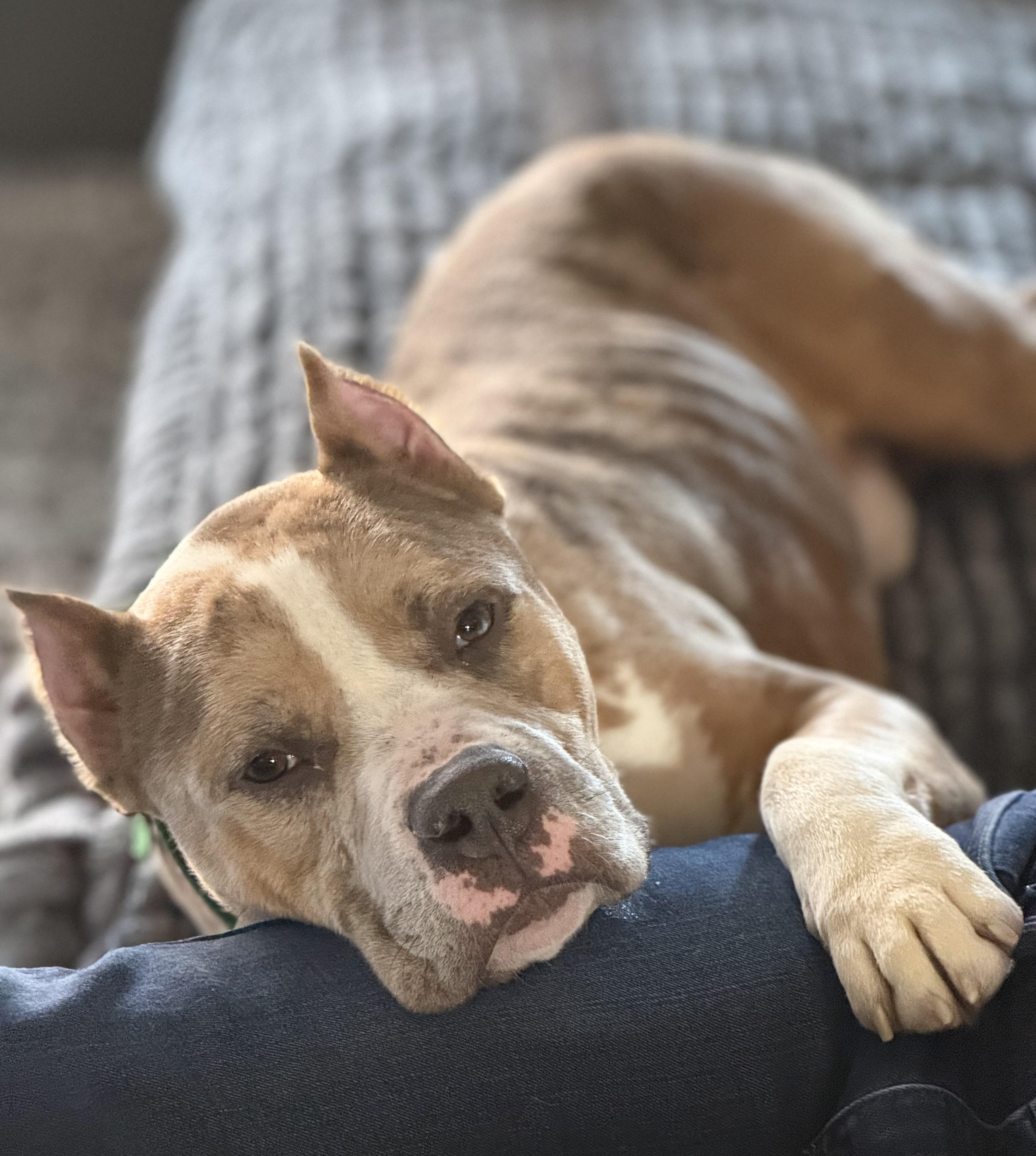 Tiny Tim, a ADOPTABLE Pit Bull Terrier in Knoxville, TN image 2/4