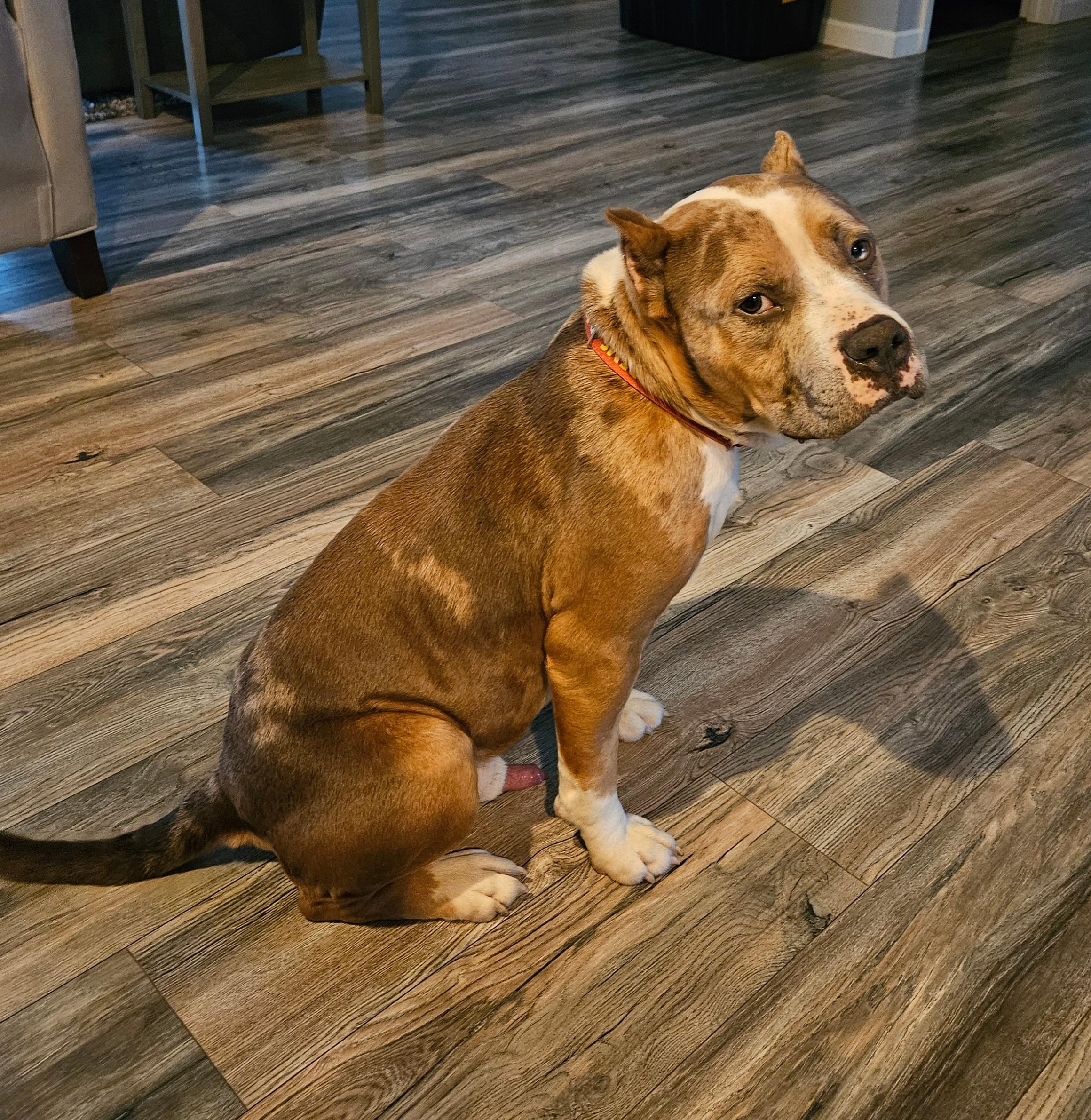 Tiny Tim, a ADOPTABLE Pit Bull Terrier in Knoxville, TN image 2/2