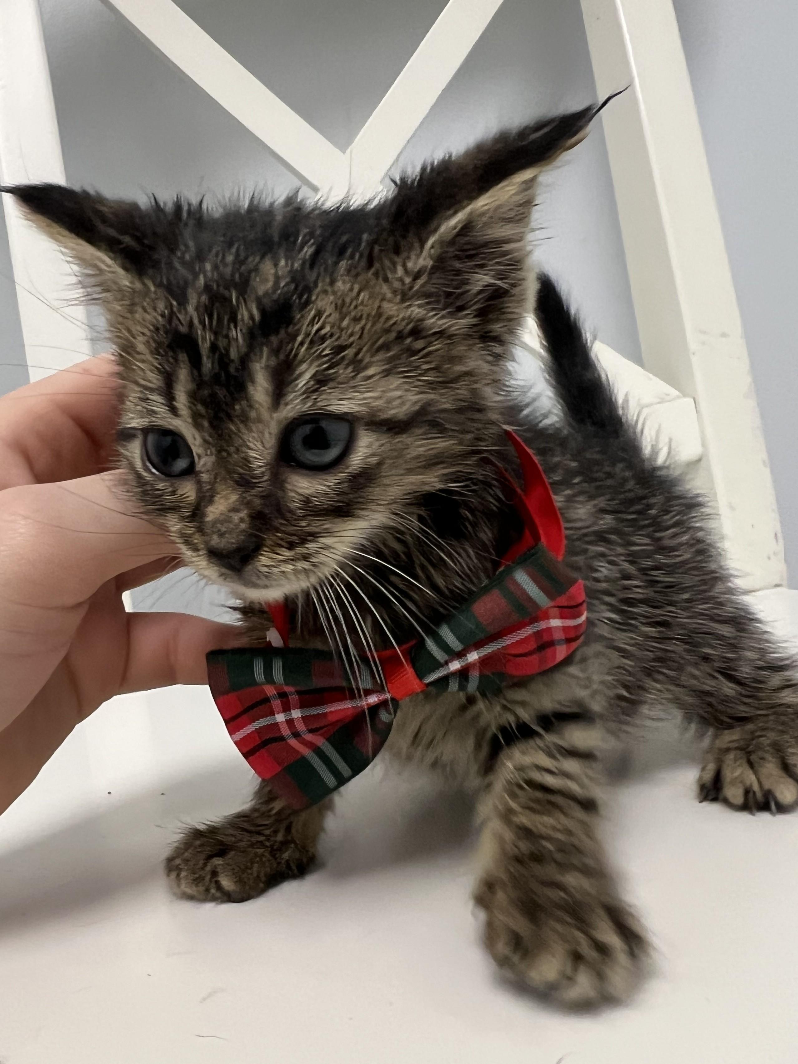 Figgy, Adoptable, Kitten Male Domestic Short Hair.