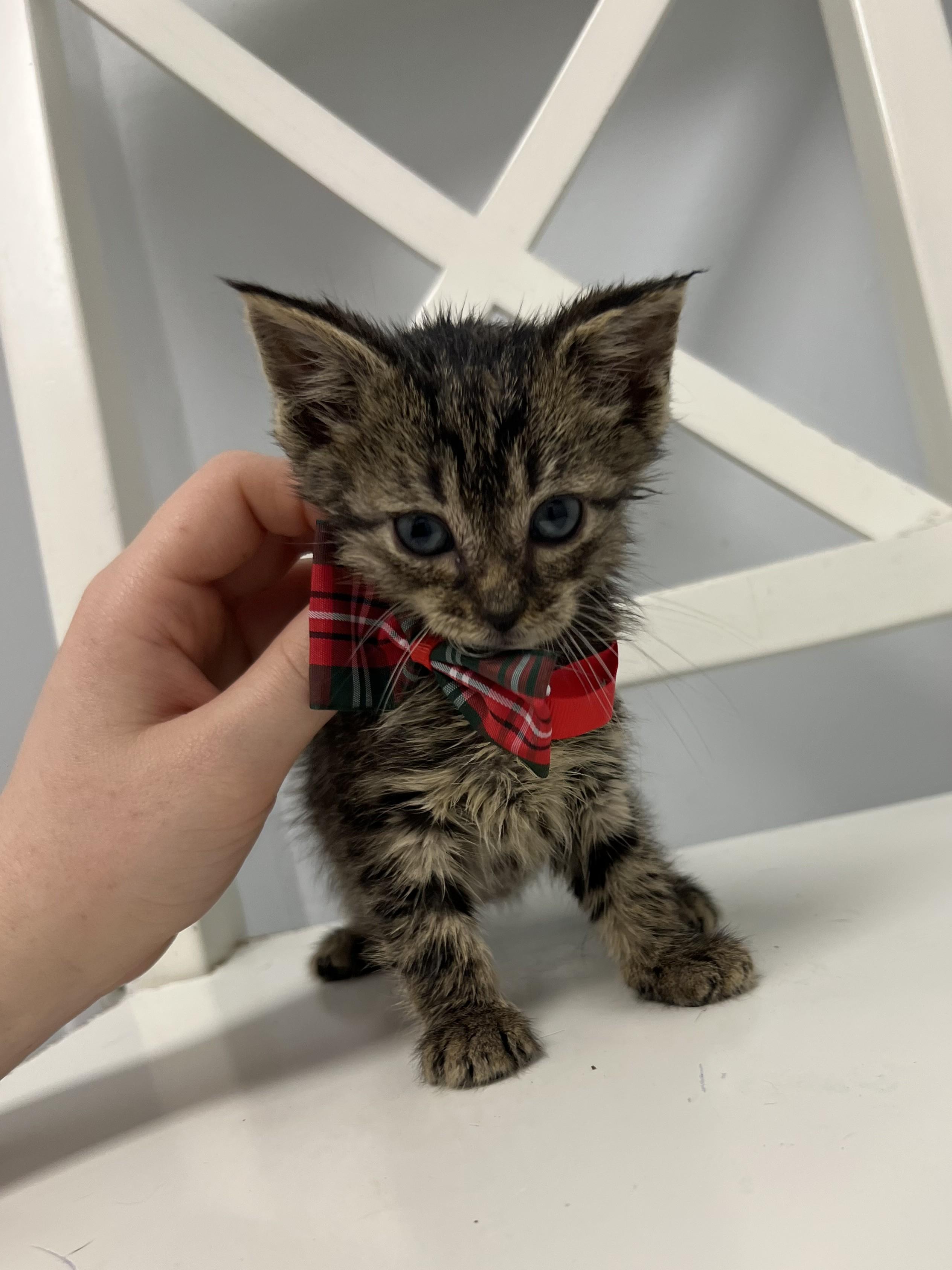 Figgy, a Adoptable Domestic Short Hair in Bethesda, MD image 2/2
