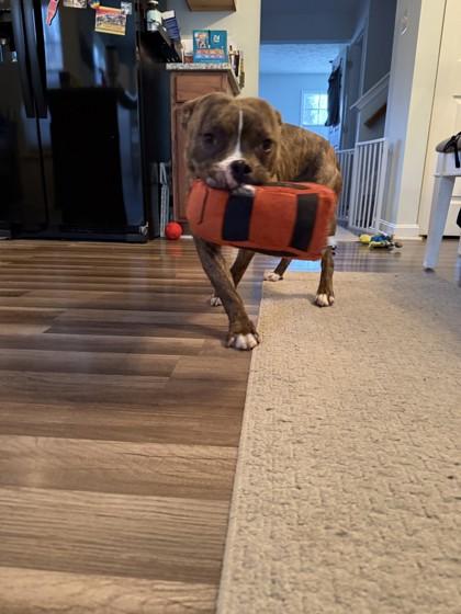 Enlarge Knox, a Adoptable Mixed Breed in Fallston, MD image 1/3