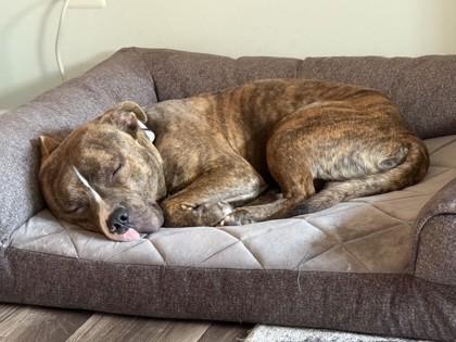 Knox, Adoptable, Adult Male Mixed Breed & Mixed Breed.