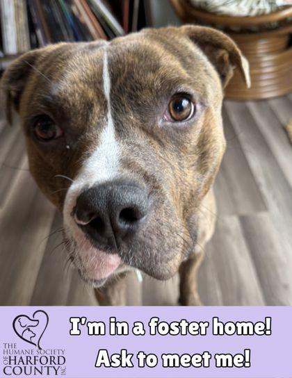 Enlarge Knox, a Adoptable Mixed Breed in Fallston, MD image 3/3