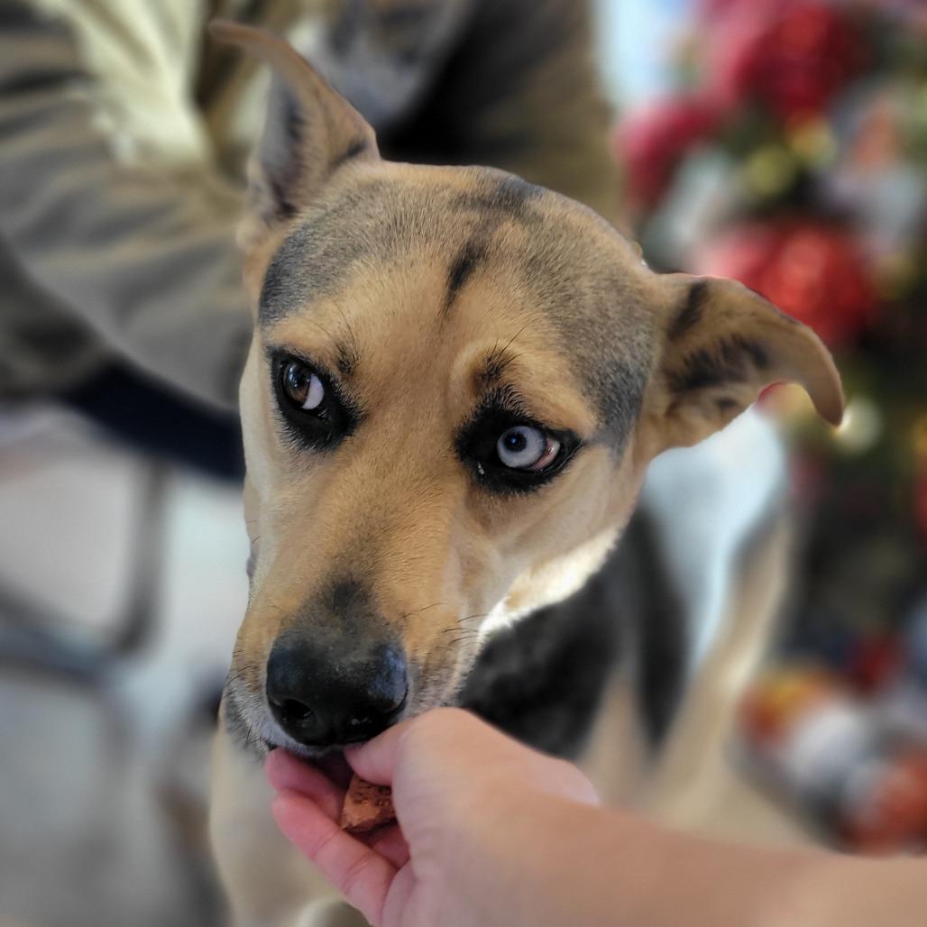 Elle, Adoptable, Adult Female Husky & Shepherd.