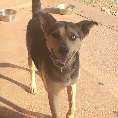 Enlarge Elle, a Adoptable mixed breed in Abilene, TX image 2/3