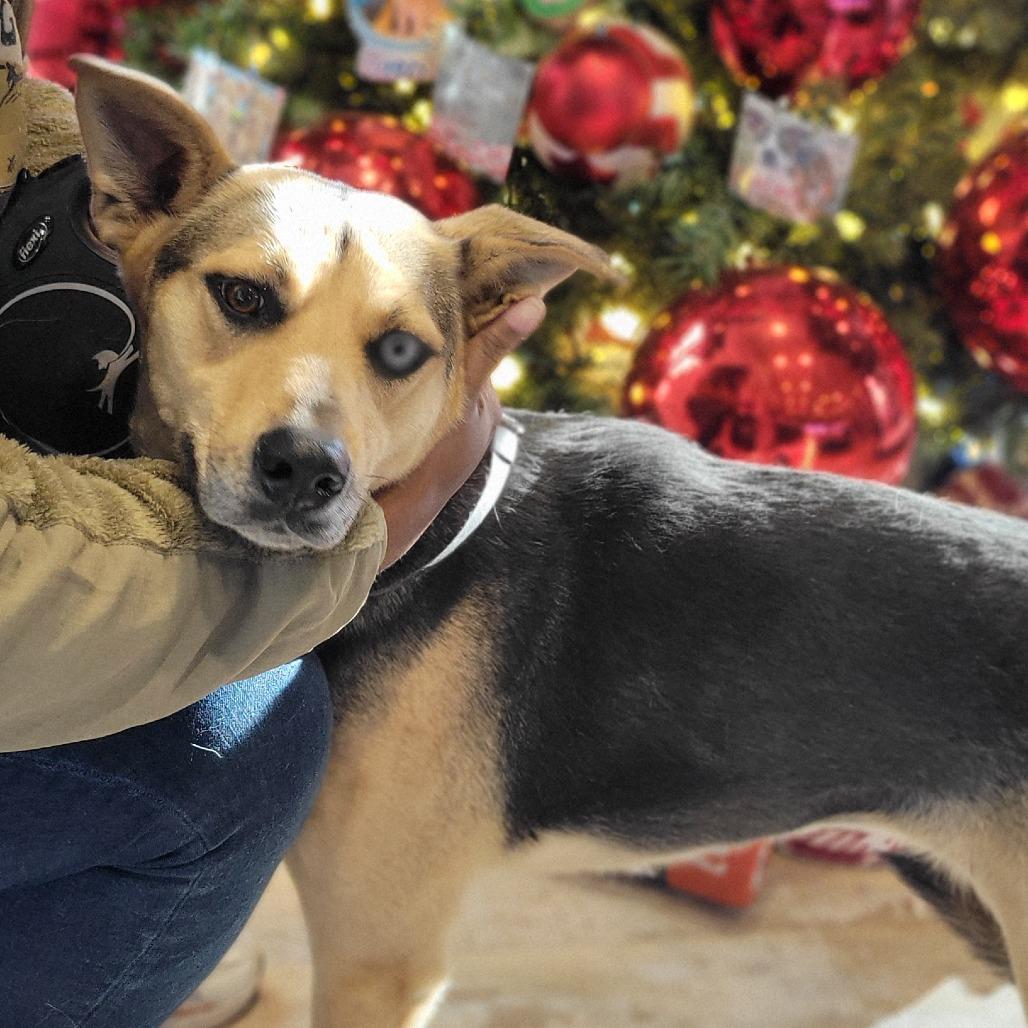 Enlarge Elle, a Adoptable mixed breed in Abilene, TX image 3/3