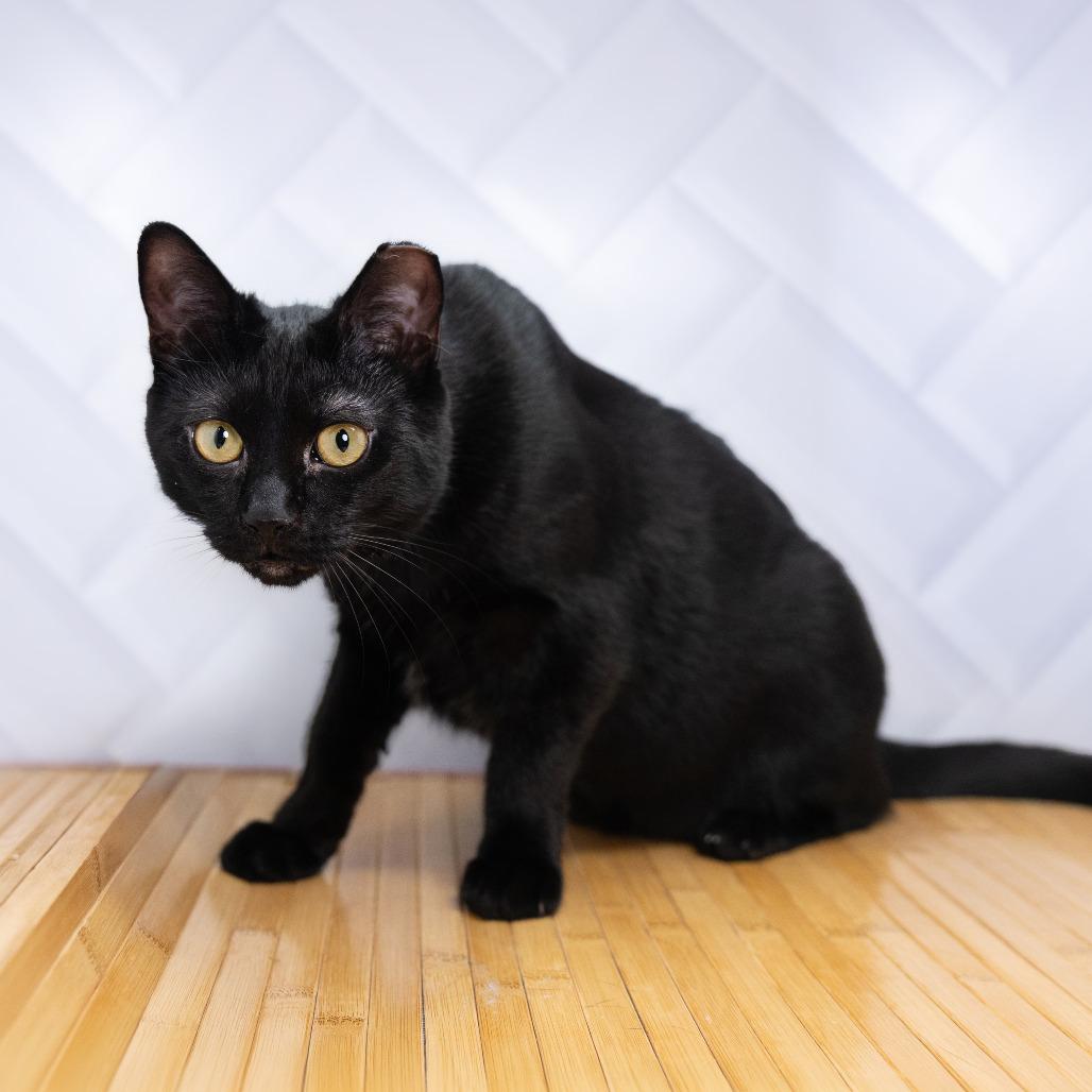 Inch, Adoptable, Young Female Domestic Short Hair.