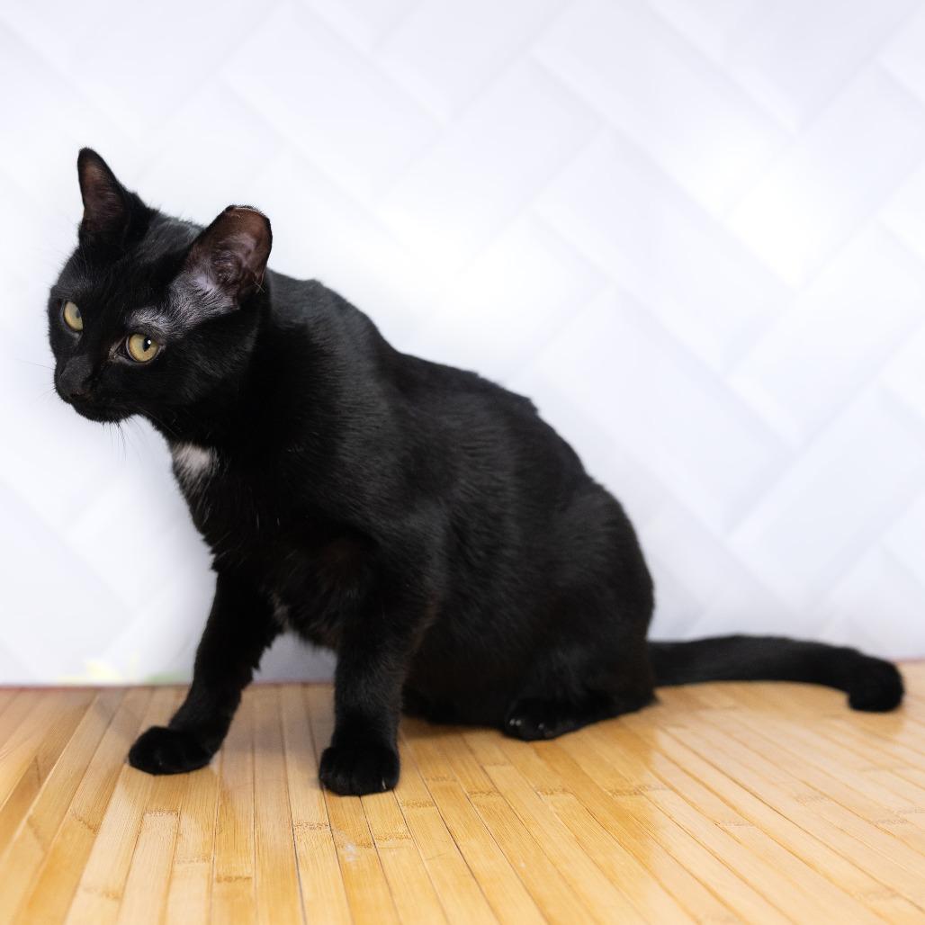 Enlarge Inch, a Adoptable Domestic Short Hair in Durham, NC image 2/6