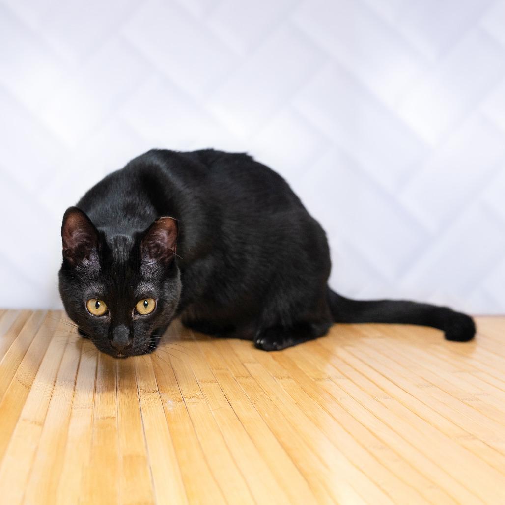 Enlarge Inch, a Adoptable Domestic Short Hair in Durham, NC image 3/6