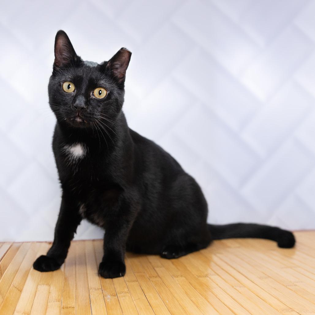 Enlarge Inch, a Adoptable Domestic Short Hair in Durham, NC image 4/6