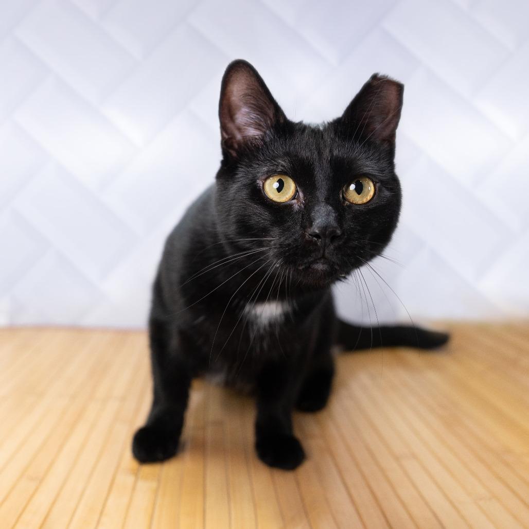 Enlarge Inch, a Adoptable Domestic Short Hair in Durham, NC image 5/6