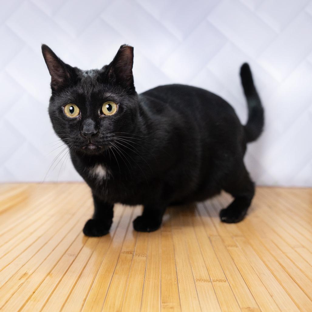 Enlarge Inch, a Adoptable Domestic Short Hair in Durham, NC image 6/6
