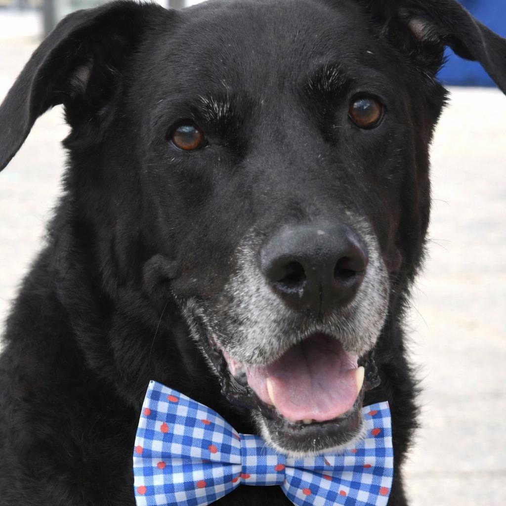 Enlarge King, a Adoptable Black Labrador Retriever in Gulfport, MS image 1/6