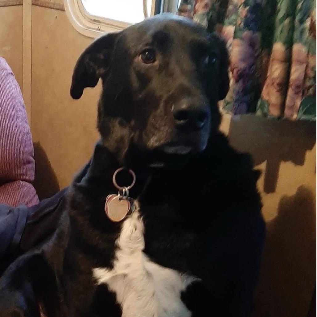 Enlarge King, a Adoptable Black Labrador Retriever in Gulfport, MS image 2/6