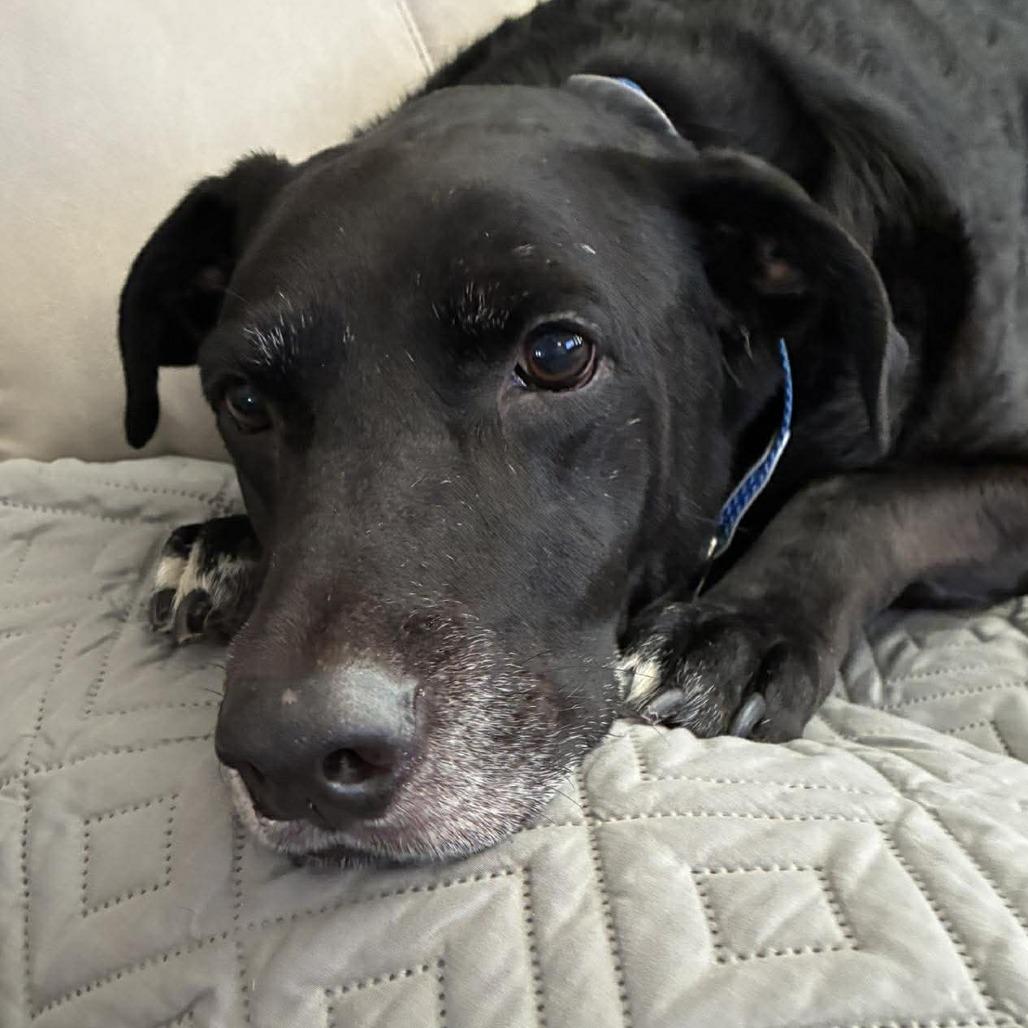 Enlarge King, a Adoptable Black Labrador Retriever in Gulfport, MS image 3/6