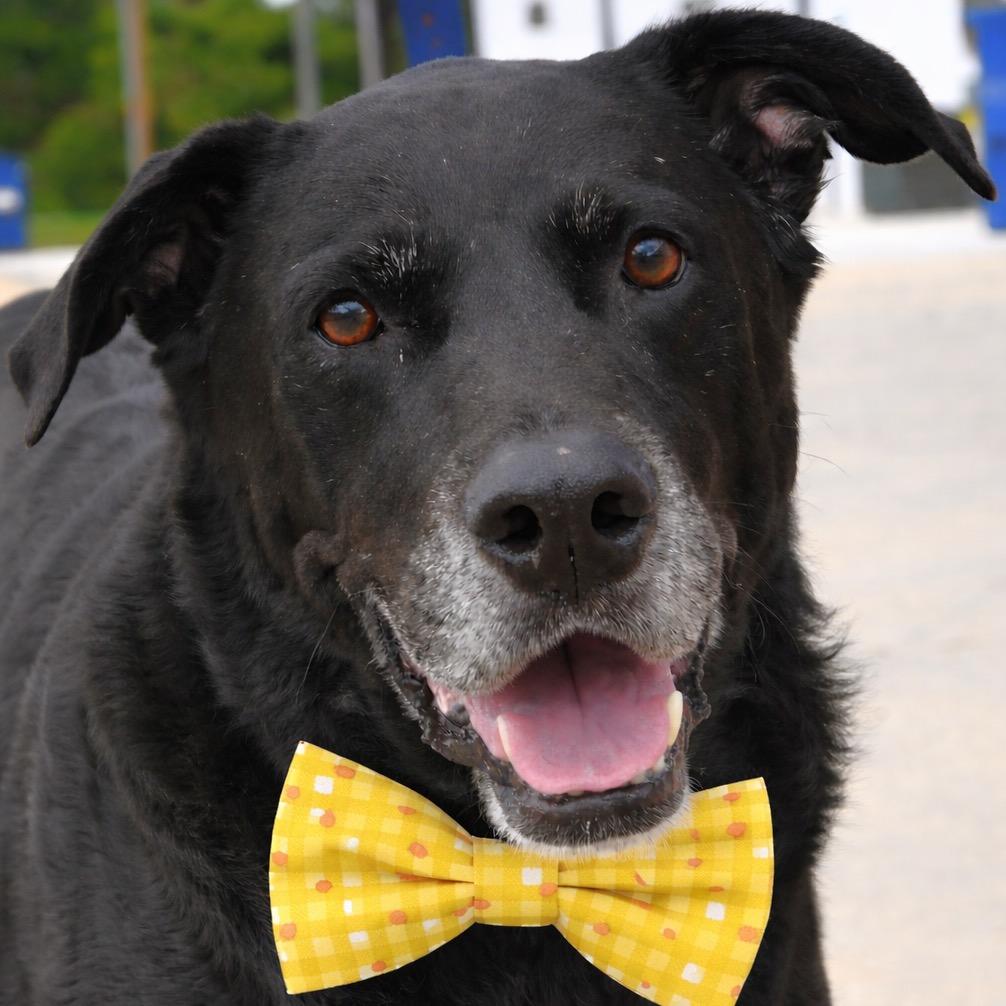 Enlarge King, a Adoptable Black Labrador Retriever in Gulfport, MS image 4/6