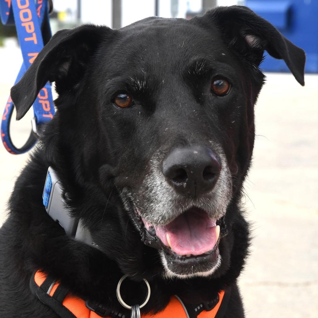 King, a Adoptable Black Labrador Retriever in Gulfport, MS image 5/6