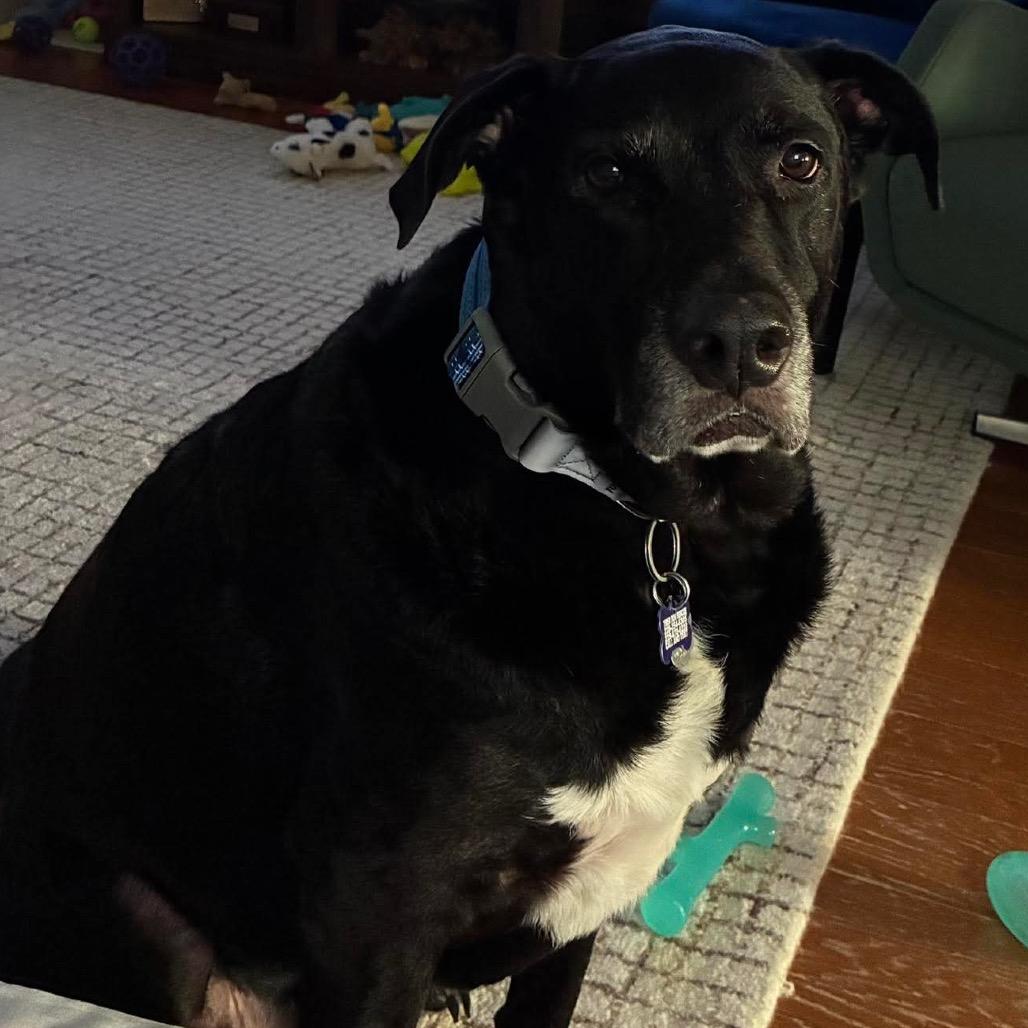 Enlarge King, a Adoptable Black Labrador Retriever in Gulfport, MS image 5/6