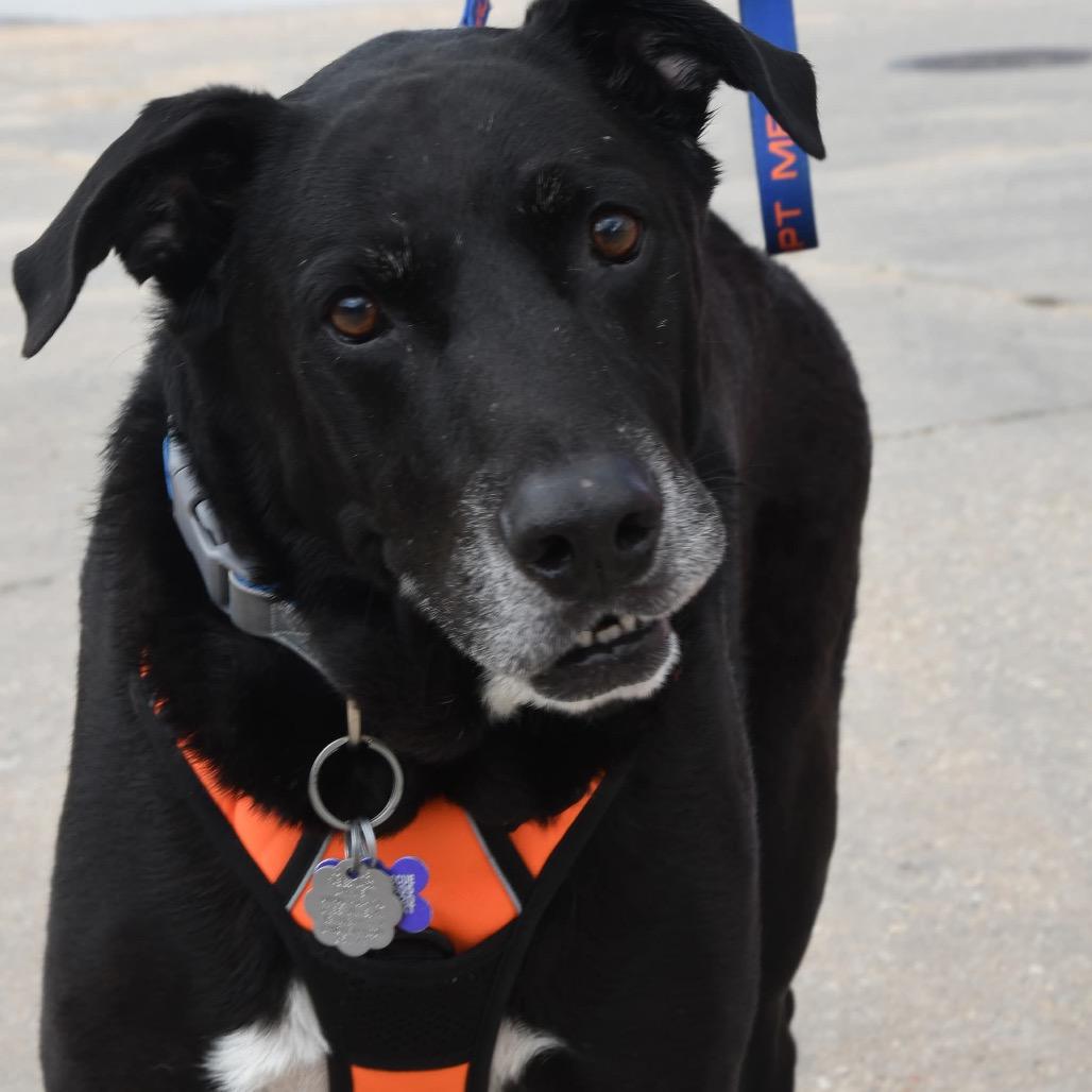 Enlarge King, a Adoptable Black Labrador Retriever in Gulfport, MS image 6/6
