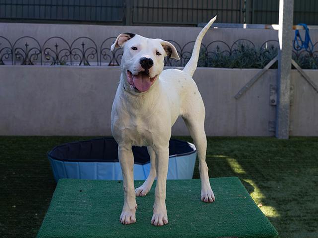 CUPID, Adoptable, Young Female Pit Bull Terrier & Dogo Argentino.