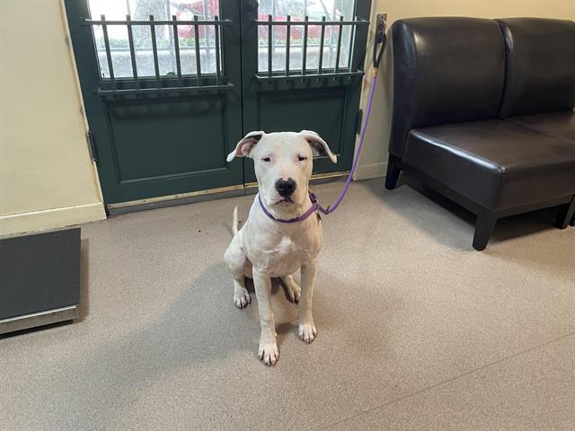 CUPID, Adoptable, Young Female Pit Bull Terrier & Dogo Argentino.